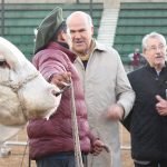 hereford primer animal rural palermo Facundo Mesquida