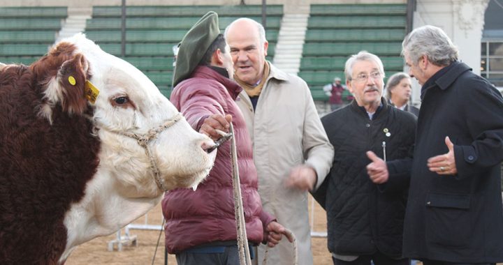 hereford primer animal rural palermo Facundo Mesquida