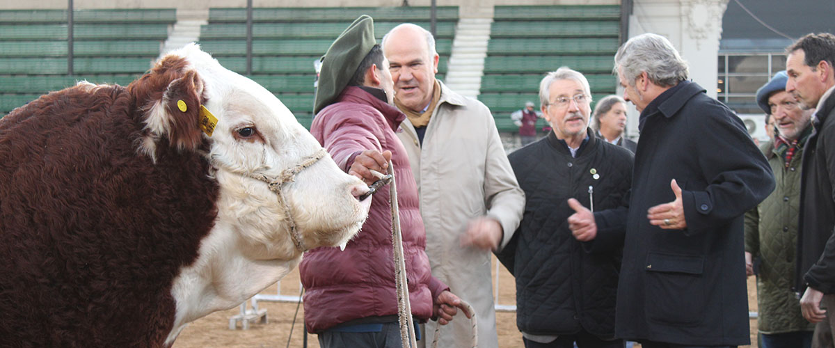 hereford primer animal rural palermo Facundo Mesquida