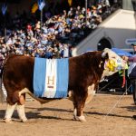 GRAN CAMPEON MACHO Palermo