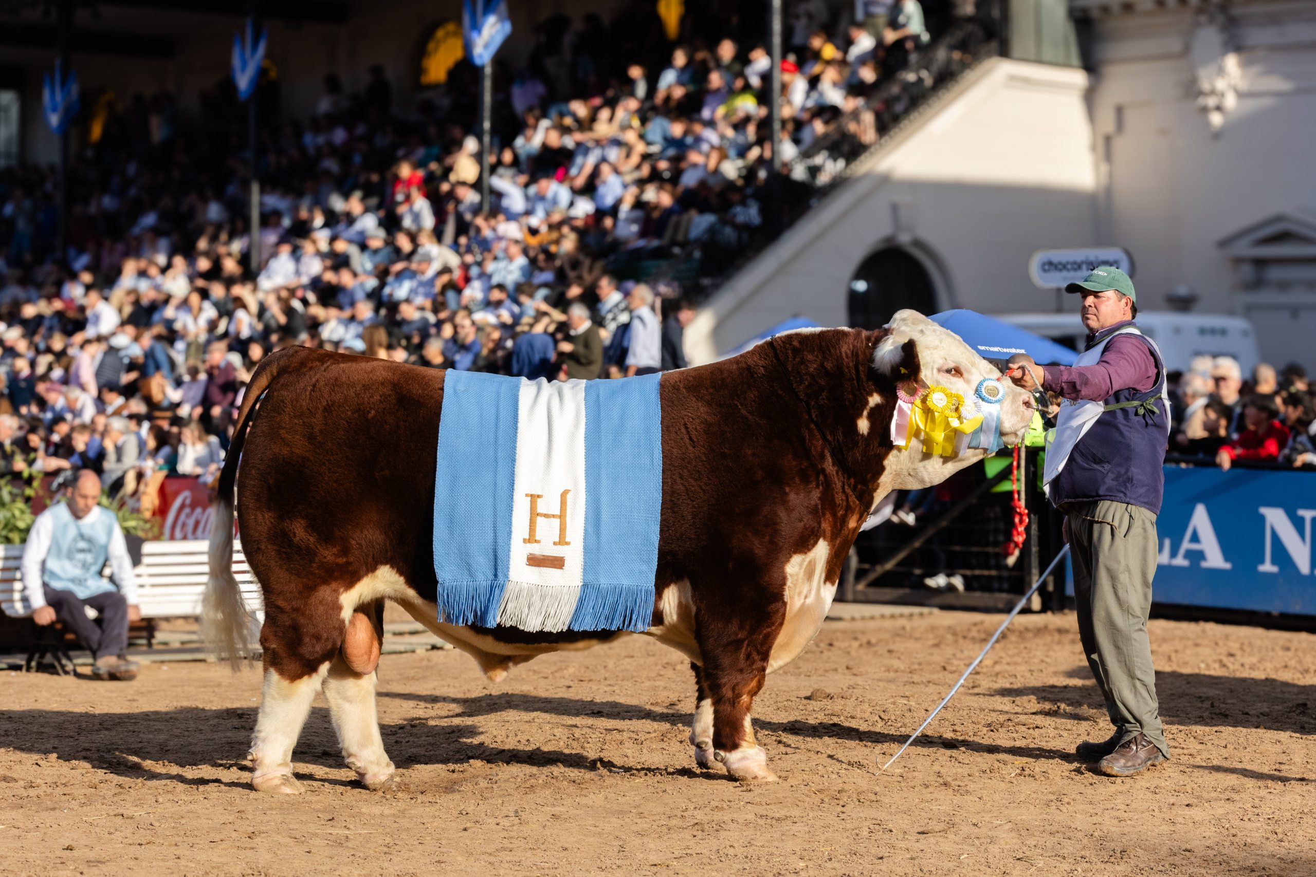 GRAN CAMPEON MACHO Palermo