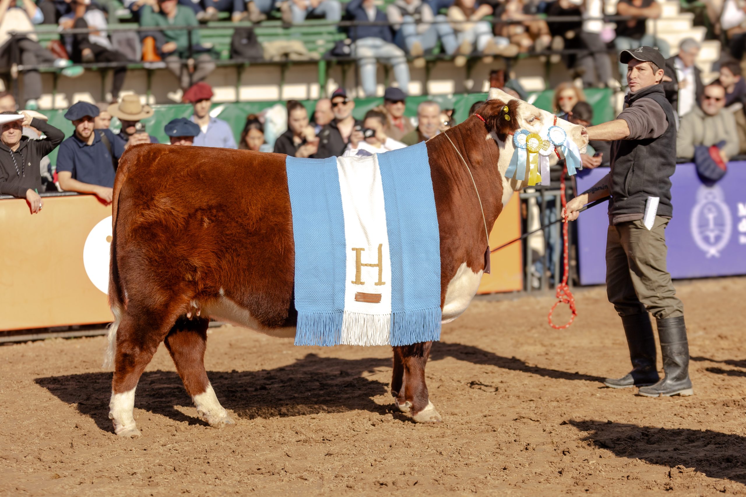 GRAN CAMPEONA HEMBRA palermo