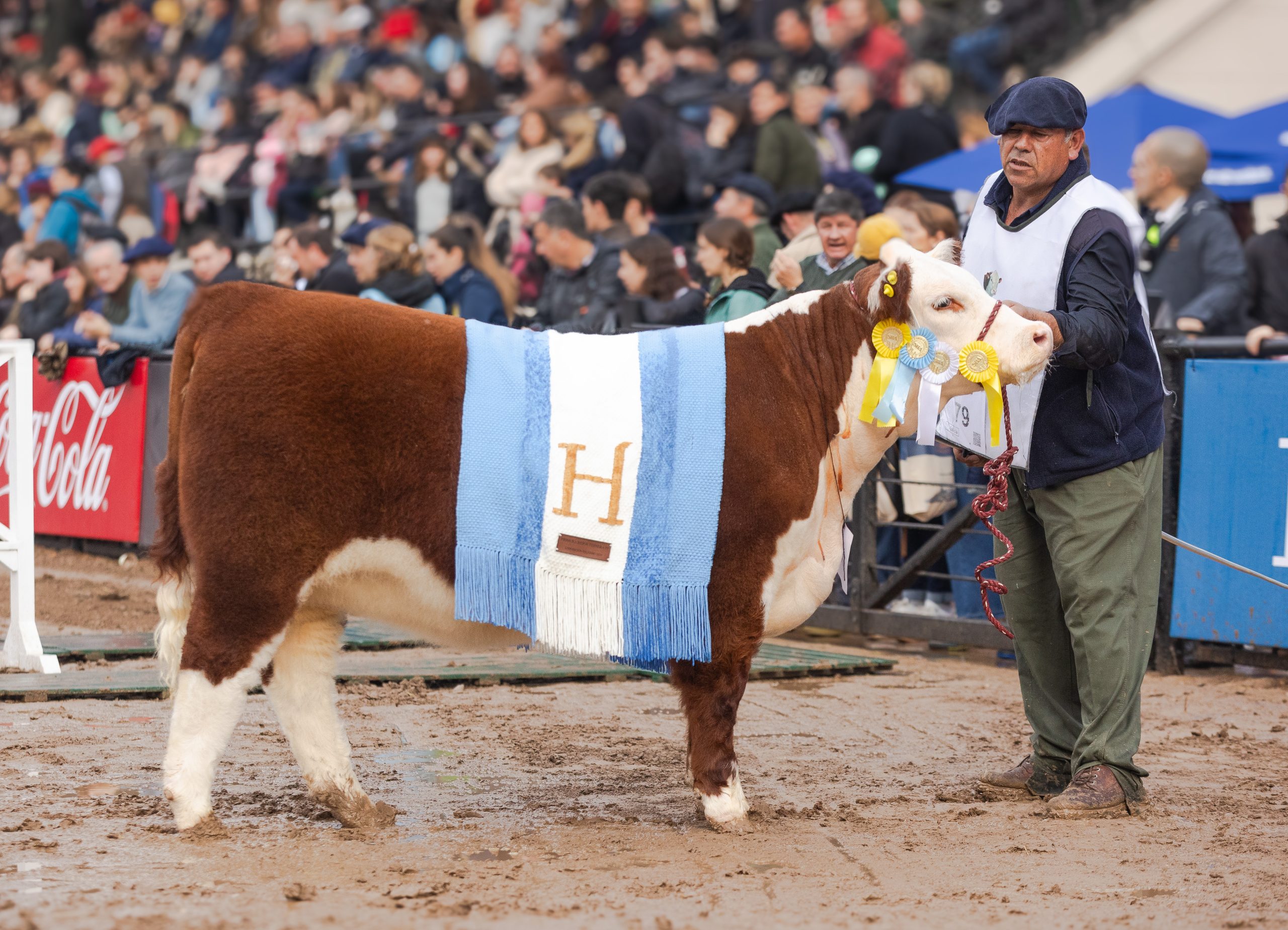 GRAN CAMPEONA TERNERA palermo